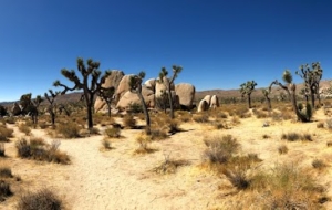 Route 66 & Joshua Tree Park